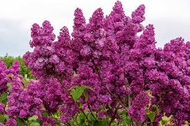 Why Isn’t My Lilac Blooming? Here’s How Many Years It Really Takes